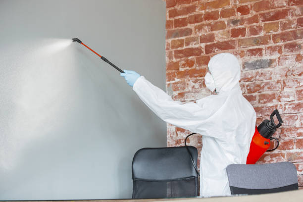 Best Attic Mold Removal  in Mason, TN